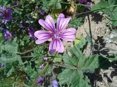  Image name: malva2.jpg 
 width: 400 pixel 
 height: 300 pixel 
 Size: 18709 bytes 
 Click to enlarge 